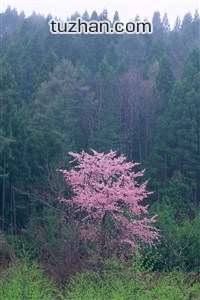 格鲁吉亚国家队豪取胜利！格鲁吉亚队轻松战胜阿尔巴尼亚